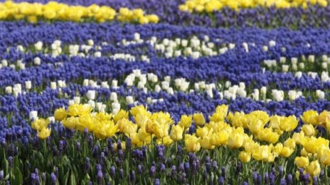 Започна разработката на Плана за зелен град на София