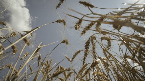 Износът на руска пшеница през Азовско море се сви наполовина през юли