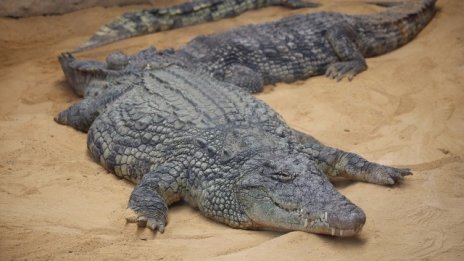 Търсенето на месо от влечуги в Европа повиши печалбата на Pagenga