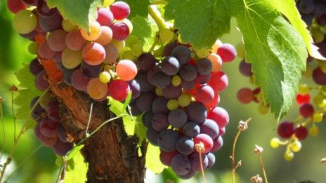 Консумацията на вино в България расте