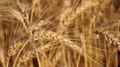 Добивът от пшеница през тази година е 4,6 млн. тона