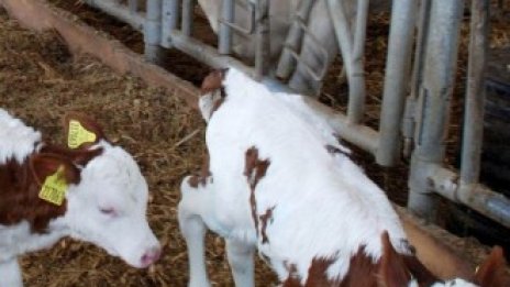 Започват тежки преговори за цената на млякото