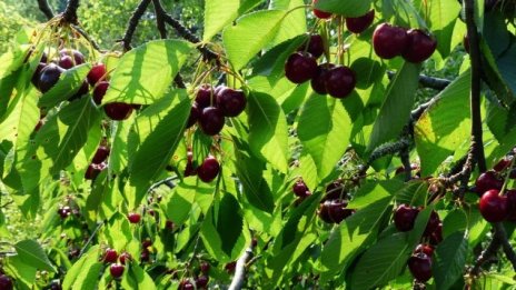 Ив. Кючуков: България е в топ 3 в света по износ на преработени череши