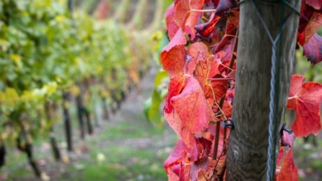 Новият Закон за виното няма да ограничи производителите, твърди експерт