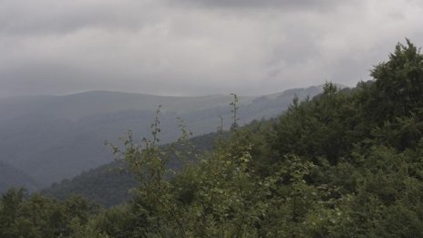 Над хиляда заявления за изкупуване на частни гори получиха горските предприятия