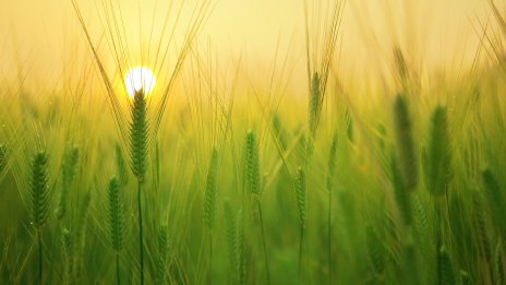 Арендата оказва най-силно влияние върху цената на земята в България