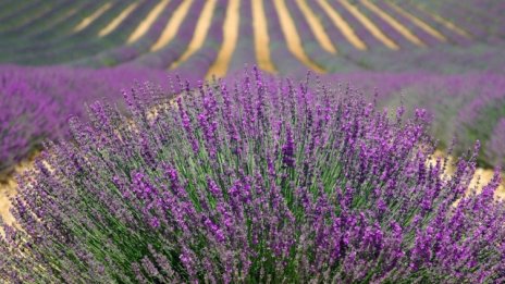 Свръхпроизводството на лавандула у нас затруднява намирането на пазари