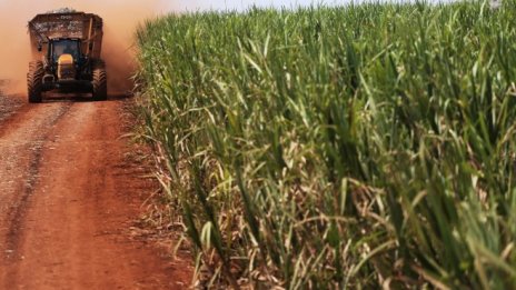 Соленият привкус на захарната индустрия