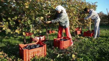 С над 19% расте стойността на селскостопанска продукция през 2022 г. 