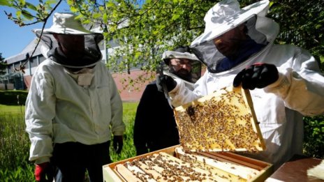 ЕК одобри Националната програма по пчеларство за 2020-2022 г.