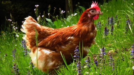 Установените огнища на птичи грип вече са 26 в девет области на страната