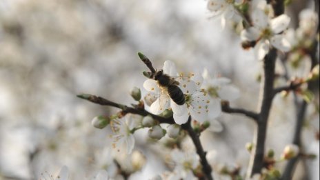 Дронове могат да заместят пчелите
