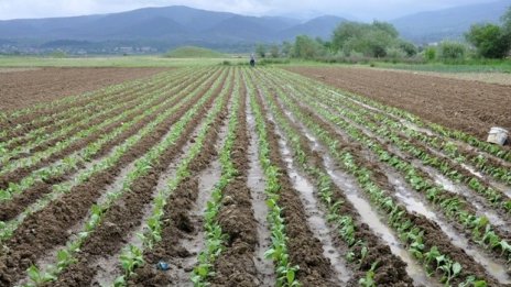 Световната банка: ОСП осигури ръст на земеделските доходи само в половината ЕС