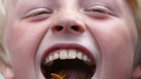 Насекомите - край на световния глад?