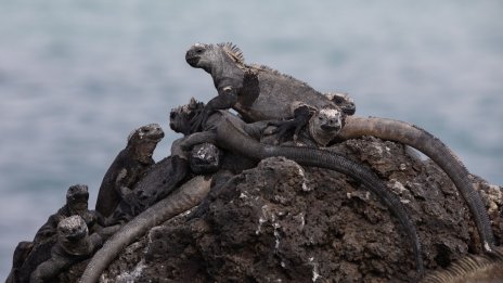 Еквадор разменя дълг за опазване на природата