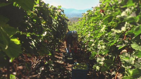 Лозарите получават по 5 млн. лв. годишно финансова помощ за растителна защита до 2029 г. 