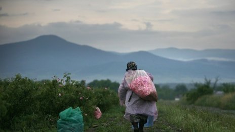 Производителите на розово масло очакват около 20% ръст на цената