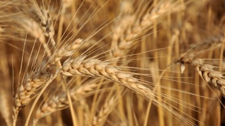 Дъждовната пролет оскъпява производството на зърно
