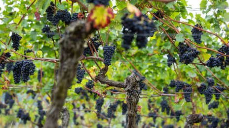 Сушата в Европа доведе до по-ранен старт на гроздобера във Франция