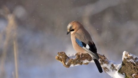 Защо срещу България има нови наказателни процедури за околната среда?