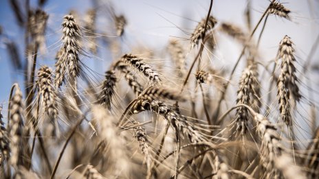 Най-големите производители на пшеница в света започват бавно новия сезон