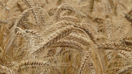 Производствените цени в селското стопанство вървят нагоре