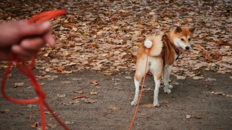 Шиба ину влиза в метавселената