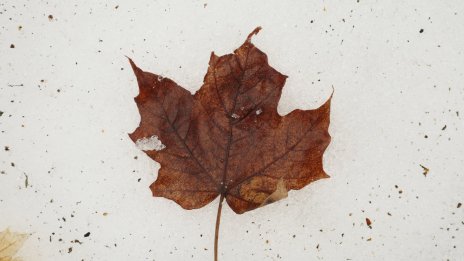 Мекото време през ноември слага зимата на отложен старт