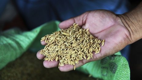 FAO прогнозира намаляване на реколтата от пшеница в Европа през 2016 г.