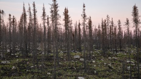 Загубата на гори в световен мащаб достига рекордни стойности
