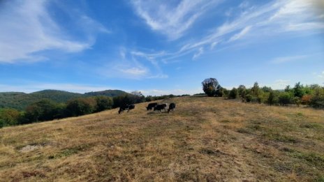 След поредица от кризи българското земеделие се готви за бавно подобрение