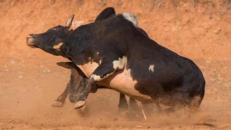 Наближава ли краят на бичия пазар?