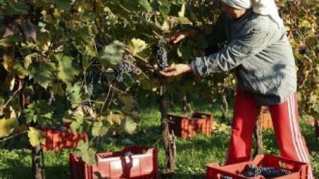 Италия разчита на нелегални имигранти за прибиране на реколтата
