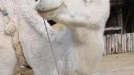 ЕК мисли дали да пусне камилско мляко на европейския пазар 