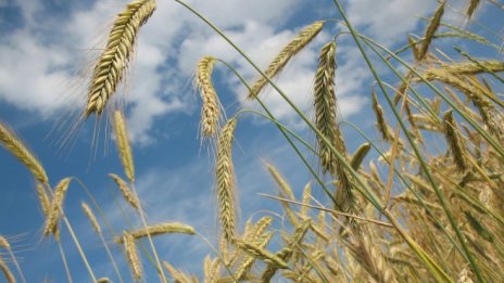 Русия обеща да изнесе поне 50 млн. тона зърно 