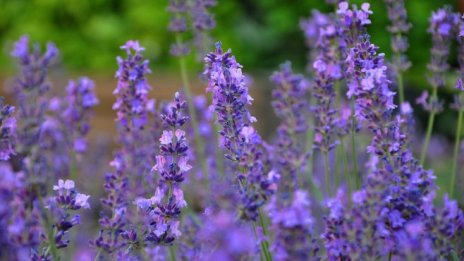 Над 6 хил. фермери ще получат днес отстъпка от акциза за гориво*