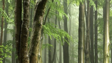 Увеличава се потреблението на дърва за горене