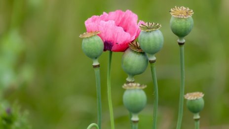 Ще се лишат ли талибаните от наркотиците като основен източник на средства?