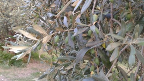 Горските площи намаляват два пъти по-бавно през последните 25 години