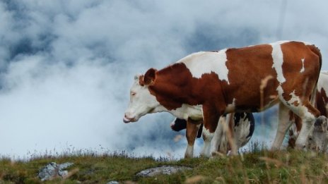 Националните помощи за фермерите се увеличават до 25 хил. евро