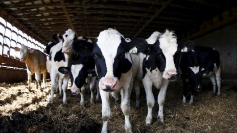 Фермерите в ЕС ще могат да създават картели за продажба на месо и зехтин