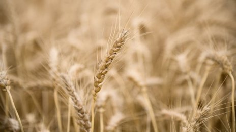 Поевтиняването на палмовото масло забавя световната инфлация при храните