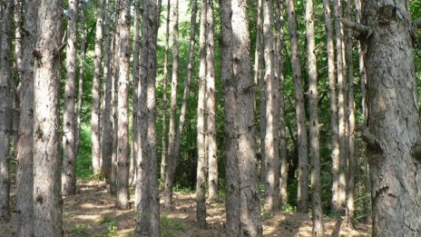 Мораториумът върху износа на дървесина засега остава в сила