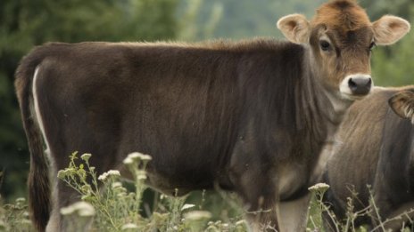 Фермери ще получават субсидии само срещу фактури за продадена продукция