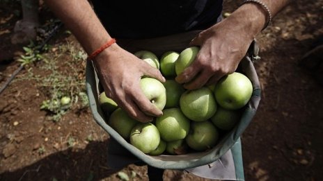 Васил Грудев: Вносът на някои плодове и зеленчуци в България е до 40%