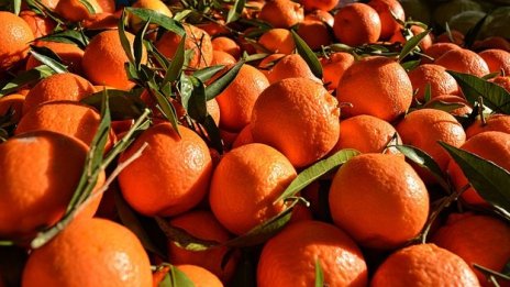 БАБХ не откри несъответствия в качеството на пакетирани плодове и зеленчуци