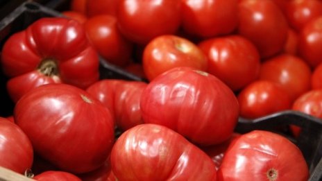 Хиляди българи с нередовни договори работят в земеделския сектор в чужбина