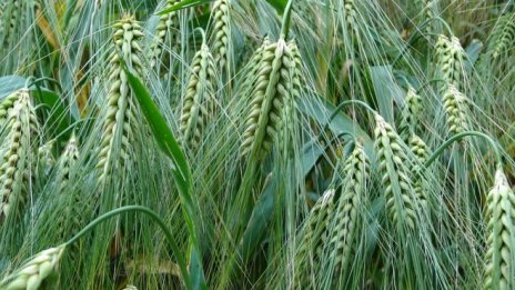 Затрудненият достъп до земя е заплаха за оцеляването на малките ферми в Европа