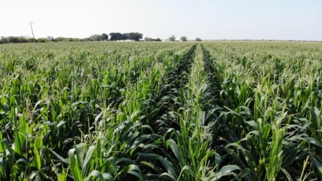 Китай увеличава вноса на селскостопански стоки, притиснат от недостига на храни