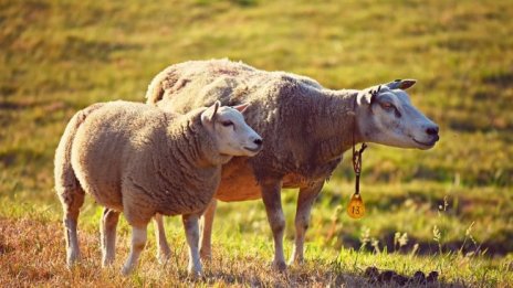 Кредитите на животновъдите и картофопроизводителите ще бъдат разсрочени